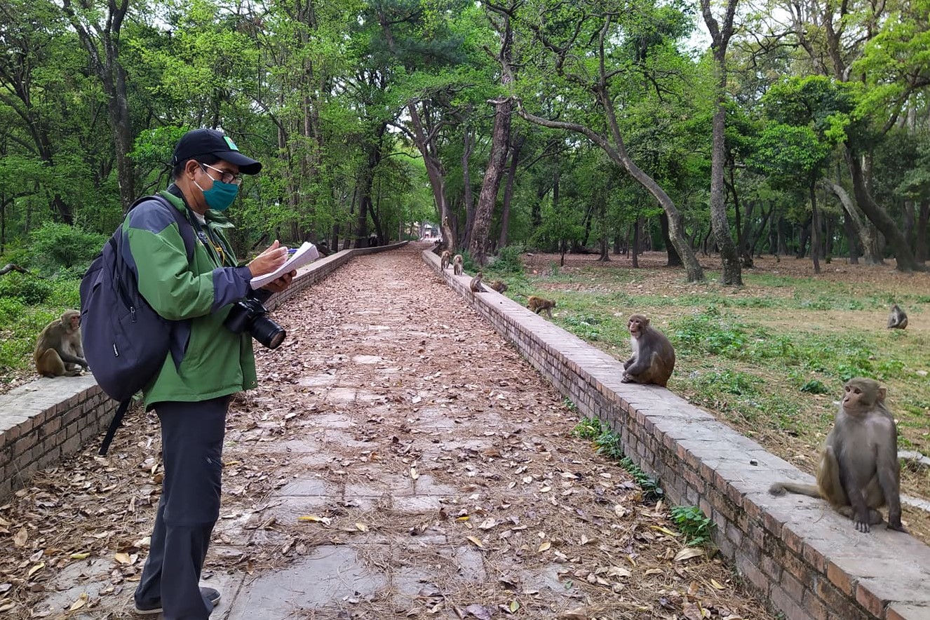 Practicing social distancing to prevent COVID-19 transmission, Bishwanath Rijal maintains a minimum 6-feet physical distance between him and the rhesus macaques during his behavioral research study (© B. Rijal/LVDI International).