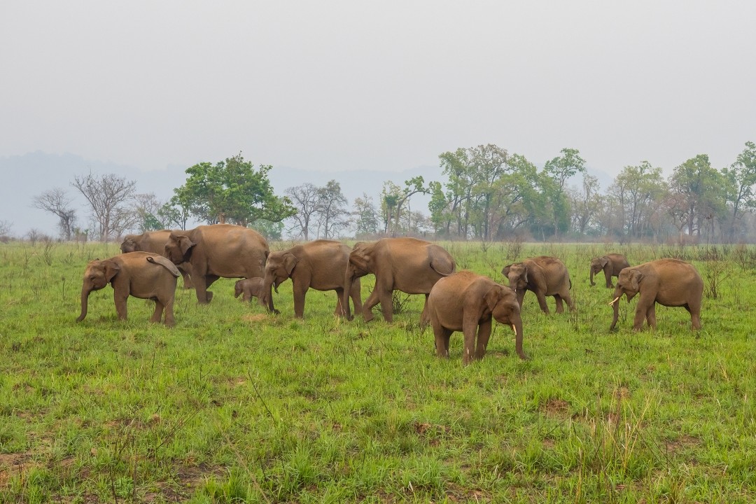 Asian Elephants_AdobeStock_108765181