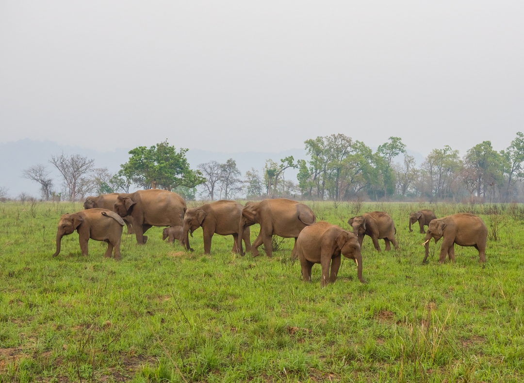 Asian elephants AdobeStock_108765181